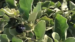 Carpenter bee (Xylocopa spp.) pollinating our endangered pōpolo.