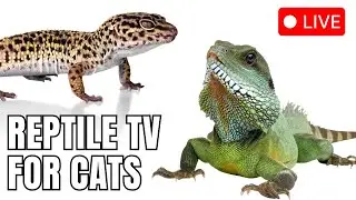 🔴 LIVE: 10 Hours of Calm Cat TV 🐾 | Reptile Visuals with Wind & Storm Sounds