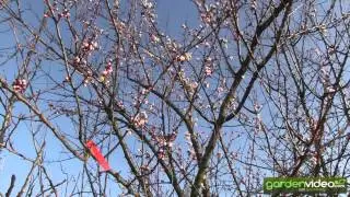 Apricots blooming to early