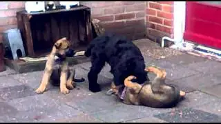 2012 10 12 3 duitsers & 1 fransoos