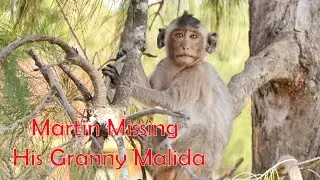 Martin Monkey Still Misses His Grandma Malida And He Often Coming To Search For Her And Call Her