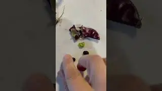 Harvesting Hyacinth Bean Seeds | Gathering Seeds