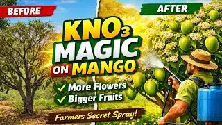 Potassium Nitrate Spray on Mango 🌳 | Flowering & Fruit Setting Formula