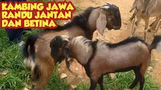 KAMBING JAWA RANDU JANTAN DAN BETINA
