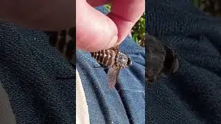 Вот он какой, КИБЯС !!! #природа #сад