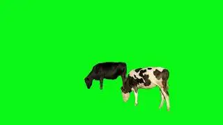 green screen video cow eating grass #greenscreen #freegreenscreen #cowvideos #greenscreenvideo #cow