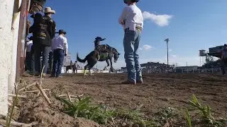 Where broncs buck and legends begin: Miles City&rsquo;s Bucking Horse Sale Weekend