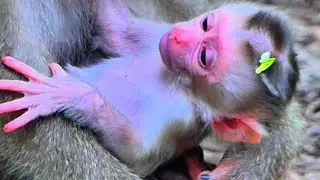 Baby monkey finally resting after big adventure #wildlife #monkey #adorable