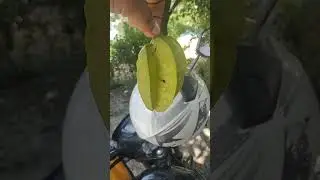 Star Fruit Rich in Vitamin C