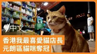 貓咪「大舊」登香港最受歡迎貓店長　晚上暖心坐鎮藥房 | SBS中文