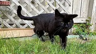 Big Feral Tomcat Big Boy Is A Big Headed Knucklehead! 