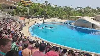 🇮🇨 Tenerife: Dolfin show at Aqualand 🐬