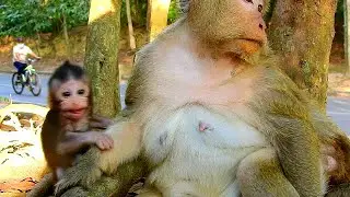 So angry mom try reject milk him, Poor baby monkey cry much furious mom