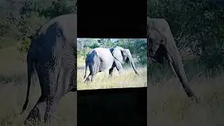 Elephant Trumpet Sound Effects