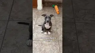 7 signs you have a happy dog 🥰 #puppy #dogs #happy #short #cutedog