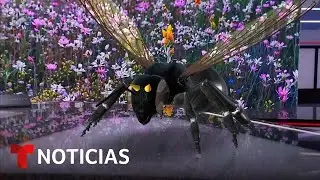 Cient&iacute;ficos descubren una nueva especie de abeja en Australia | Noticias Telemundo