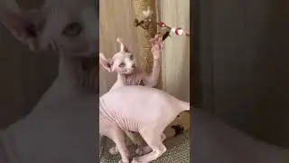 Cute Elf Kittens