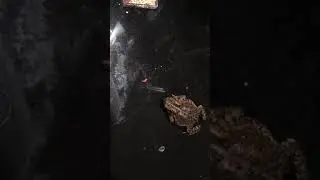 Eastern American Toads Feed on Spikes