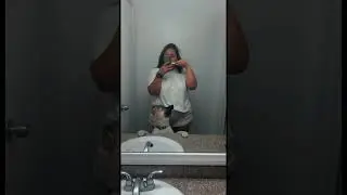 #shepsky  #mixeddog #shorts #shortsvideo