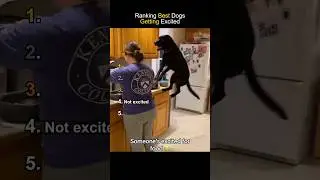 Ranking Best Dogs Getting Excited🐶