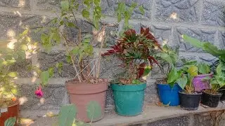 Trasplante variado 
