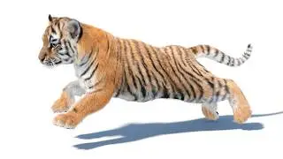 Animated Tiger Cub 3D Model - Groomed Hair | PROmax3D
