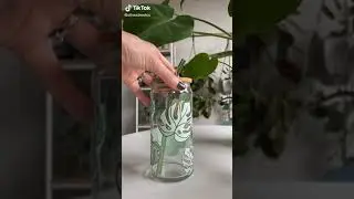 Check Out Monstera Deliciosa Cup. PLANT LOVERS