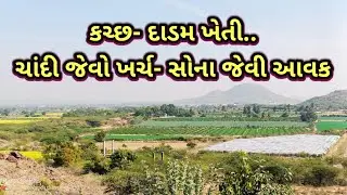 કચ્છ:દાડમ ની ખેતીનો સોનાનો સુરજ#innovativedevd #Pomegranate#farmer 