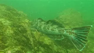 Ocean of Sensations | Freediving Whytecliff Park