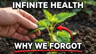 One Herb Creates Infinite Health Benefits For People Over 50 &mdash; Why Did We Forget It?