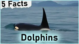 5 Random Facts About Dolphins