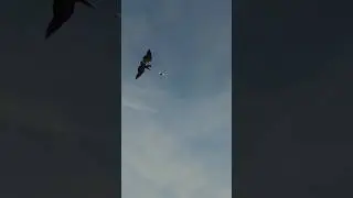 Eagle 🦅 Vs Drone 🚁 | Eagle Catched Drone