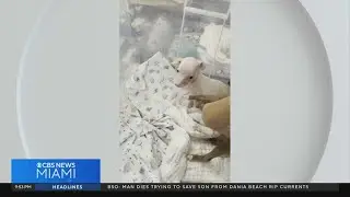 IHeart Animal Rescue helping unwanted, abused dogs