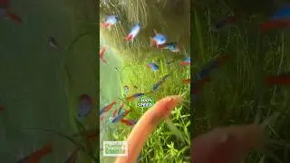 Neon Tetras and Golden Dojo Loaches