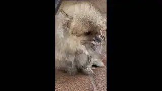 Is Chow-Chow is Good Family Dog?