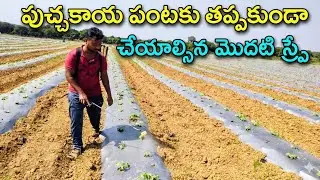 పుచ్చ పంటలో మొదటి మందుల స్ప్రే చాలా జాగ్రత్తగా చేయవలసిన స్ప్రేFirst spray in watermelon||AGRI GURU||