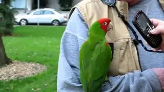 Cherry Head Conures at Ferry Park San Francisco (2011 Cherry Blossoms) -2