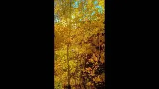 Fall Aspen leaves in the sun   @aspen #Aspenleaves #fallleaves #aspen #DonAshcraftPhotography