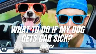What to do if my dog gets car sickness?