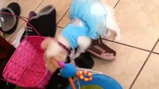 Sadie the adorable puppy plays fetch in her ballerina dress