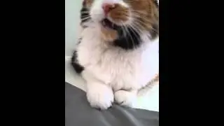 Lady fluff butt