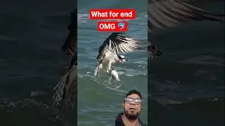 Osprey VS venomous catfish. Talons first, questions NEVER.🐬 #bird #osprey This bird is fearless.