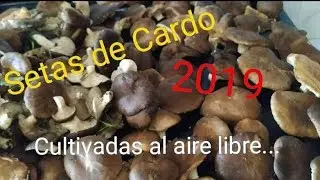 Setas de Cardo 2019. M&aacute;xima brotaci&oacute;n setales PROPIOS. Explico los resultados. 19#2019