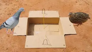 Build Unique Underground Bird Trap Using Branches Paper Box & Deep Hole