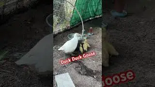 Learning to clean their beaks #duck #country #animalshorts