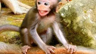Because of Daniela touch face | king Macus hits baby Daniela till Daniela peepee