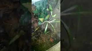 Tomato Frog hiding at Bronx Zoo's Madagascar Exhibit since Sunday, August 19, 2018