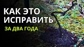 Дача в Германии. Исправить изуродованный неправильной обрезкой виноград за два года реально?