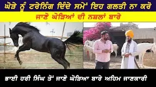 Horse training video|| Ghodyiea De shonki  || Kaimzo Media || Goldy khiva