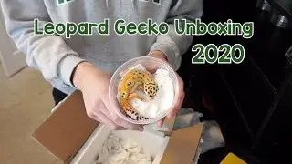 Распаковка мандаринового леопардового геккона 2020